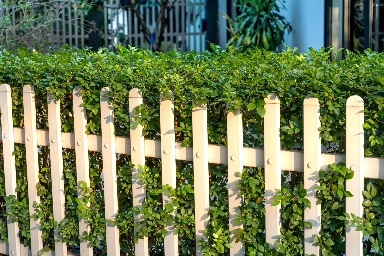 Living fence ideas for privacy using a dense evergreen hedge