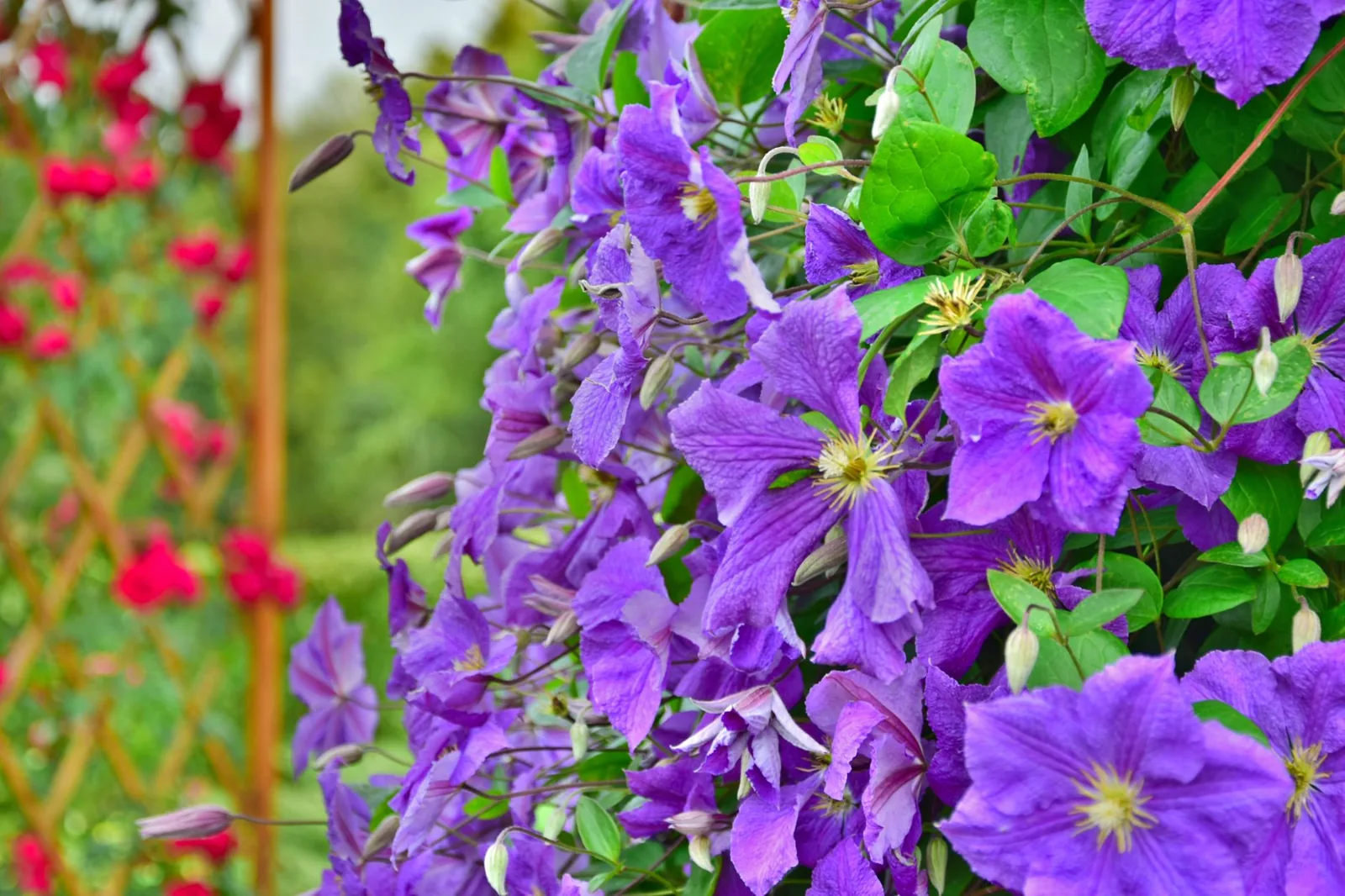 Trellis privacy screen ideas - a cedar lattice panel covered with climbing plants
