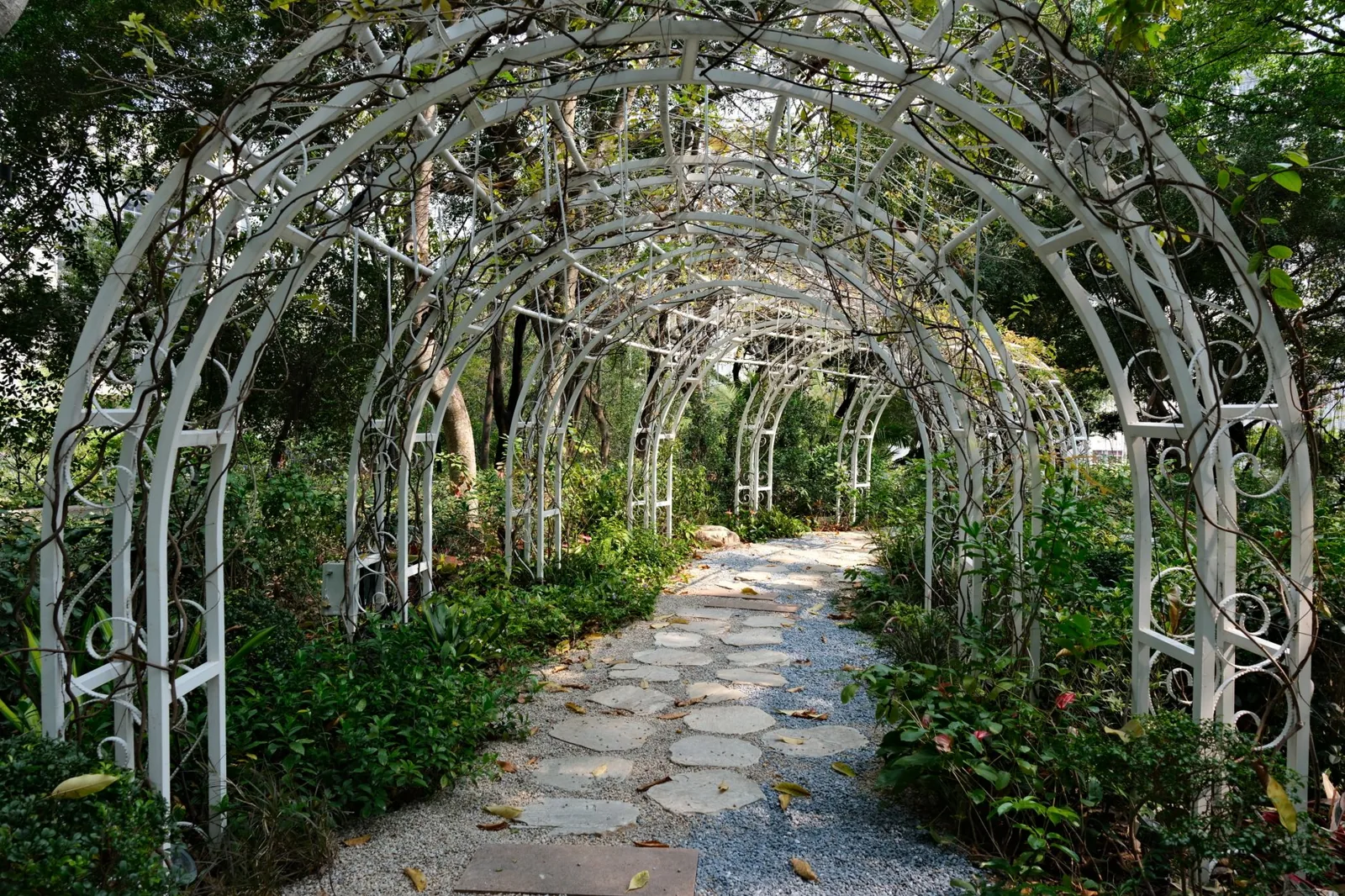 arbor vs pergola difference