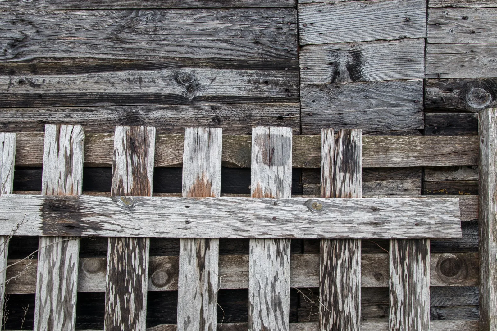 Modern horizontal slat privacy fence in a landscaped backyard