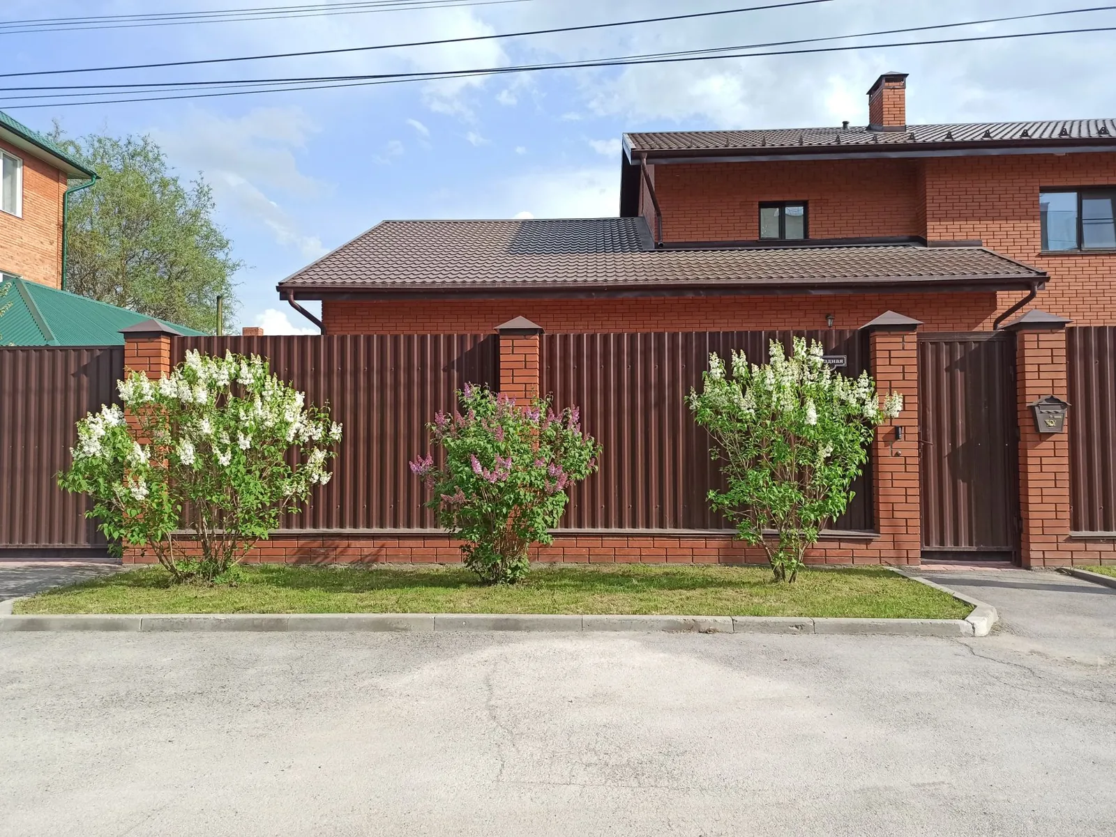 Tall clumping bamboo forming a natural privacy screen