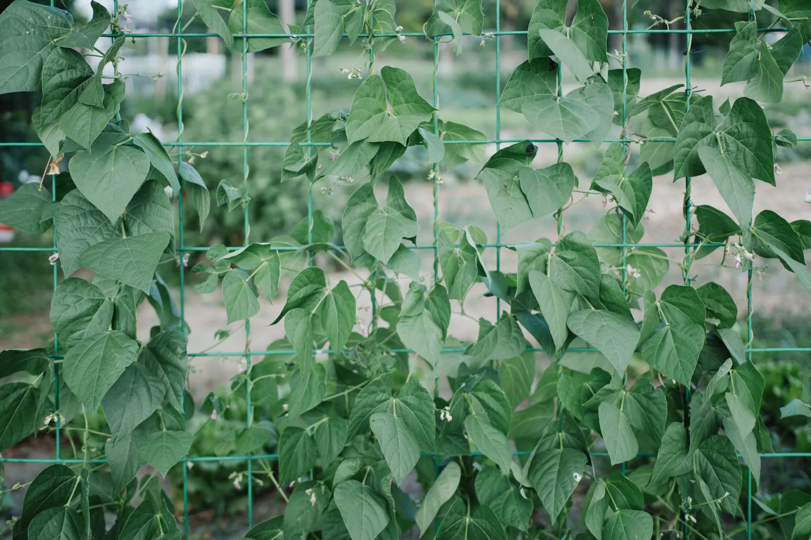 Freestanding wooden trellis privacy screen on a backyard patio