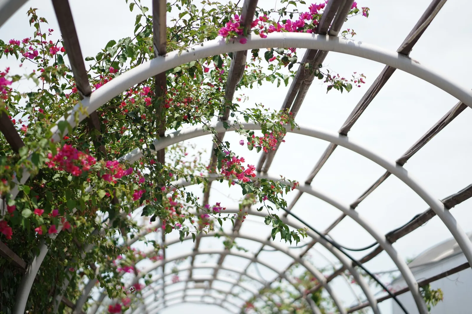 pergola with open rafter roof over a patio